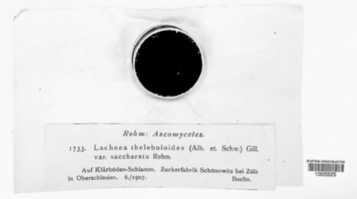 Lachnea theleboloides var. saccharata image